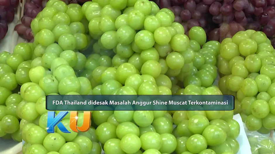 FDA Thailand didesak Masalah Anggur Shine Muscat Terkontaminasi